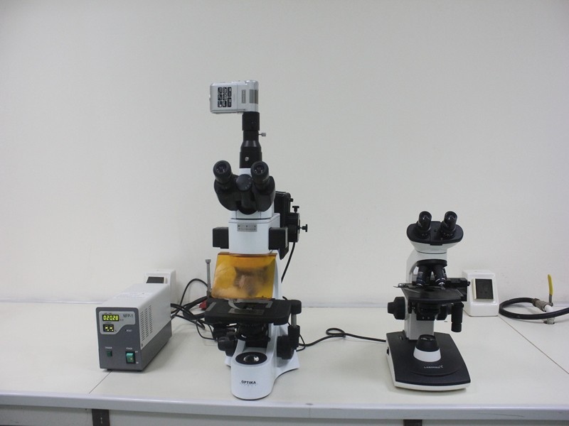 Fluorescent Microscope: 
	OPTIKA B-500TiFL Trinocular Fluorescence Microscopes 